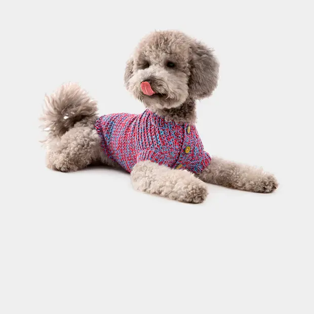 Капсула Pet Subject x RomaUvarovDesign для собак и их хозяев — Покупка недели. Большой город