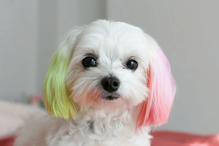 Россияне массово окрашивают домашних животных пигментом с Wildberries. Безопасно ли это?