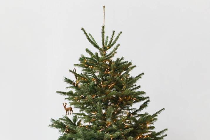 Елочный круговорот: Куда сдать пушистую красавицу после праздников