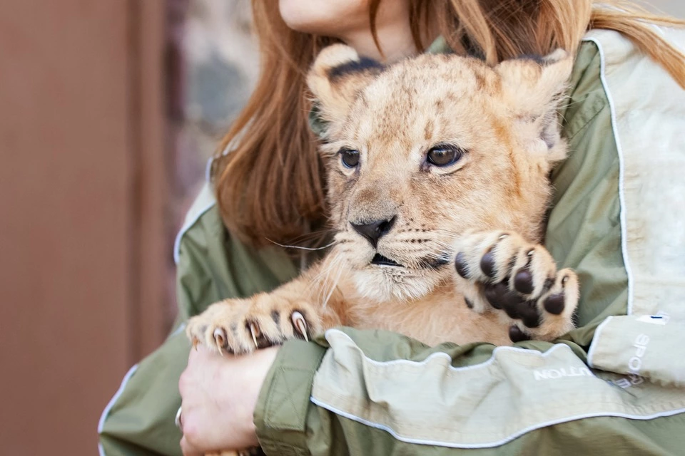 Можно ли держать в квартире удава? А мартышку?