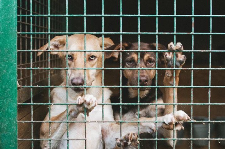 Ссылка для бездомных животных: Как Кожуховский приют переселили к мусорному полигону