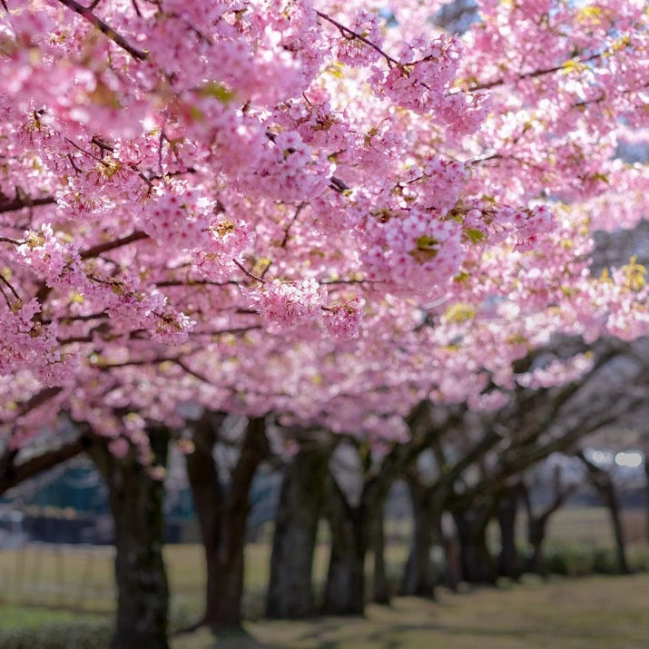 Не только в Японии: 7 мест в Москве, где можно застать цветение сакуры