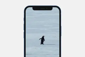 Весь мир сопереживает пингвину-нигилисту, который в одиночку ушел в горы